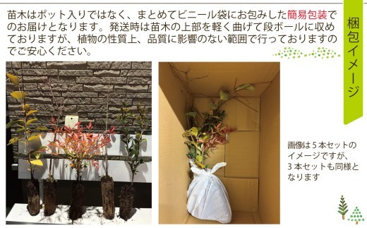 苗木3種セット(シラカシ・コナラ・クヌギ) | 木 苗 人気 おすすめ 送料無料 里山 白樫 しらかし こなら くぬぎ 樟 お取り寄せ 福島県 新地町 庭木 庭 カブトムシ クワガタ 森林 庭木 訳あ