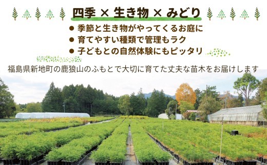 苗木3種セット(シラカシ・コナラ・クヌギ) | 木 苗 人気 おすすめ 送料無料 里山 白樫 しらかし こなら くぬぎ 樟 お取り寄せ 福島県 新地町 庭木 庭 カブトムシ クワガタ 森林 庭木 訳あ