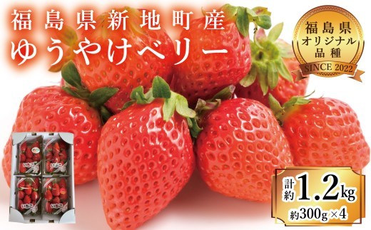 福島県産いちご ゆうやけベリー 約1.2kg (300g×4パック) フルーツ いちご 苺 佐藤正義いちご農園 厳選 福島県 オリジナル ブランド品種 クール便 新鮮 朝摘み 収穫当日発送 福島県