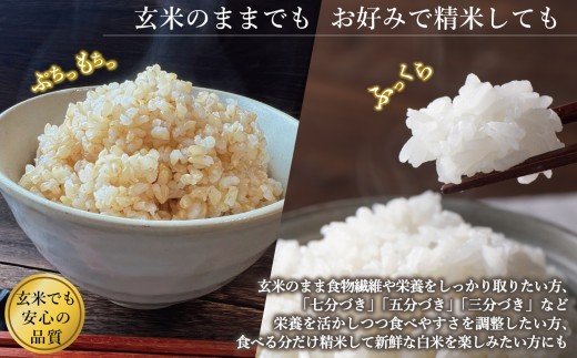 令和8年産 玄米 こしひかり 10kg (5kg×2袋) 新米 | コシヒカリ お米 2026年産 げんまい おこめ ライス 精米 R8 ご飯 ごはん 数量限定 げんてい 白米 ブランド米 つや も