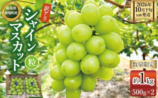 【2026年10月下旬以降順次発送】福島県 新地町産 訳アリ シャインマスカット1kg（500g×2p）家庭用  | 粒売り 果物 くだもの ぶどう 葡萄 ブドウ フルーツ 旬 産地直送 農家直送 人