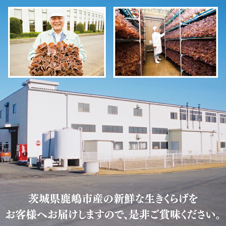 生きくらげ 1.8kg (50g入)×36パック 国産 純国産 キノコ 茸 木耳 コリコリ食感 肉厚 食物繊維 小分け 安心 安全 炒め物 スープ サラダ ビタミンD 和食 洋食 中華 美味しい