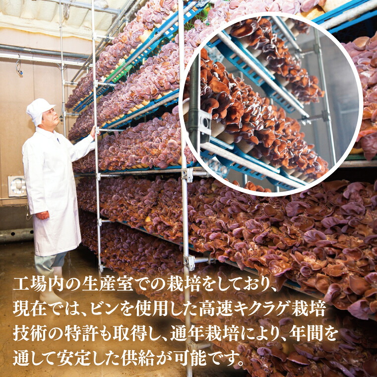 生きくらげ 1.8kg (50g入)×36パック 国産 純国産 キノコ 茸 木耳 コリコリ食感 肉厚 食物繊維 小分け 安心 安全 炒め物 スープ サラダ ビタミンD 和食 洋食 中華 美味しい