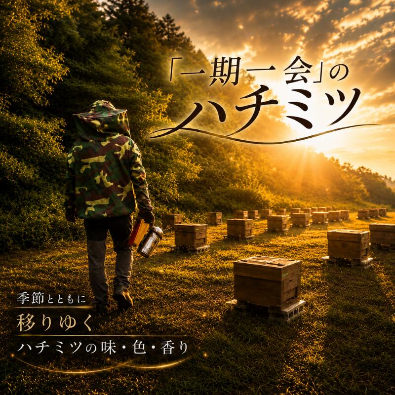 はちみつ 百花蜜 養蜂 自家採蜜 非加熱 蜂蜜 産地直送 50g×10個 贈答用 贈答 ハニー 国産 プレゼント 一期一会 7月蜜 ギフト 自然のめぐみ ふるさと納税 茨城県 鹿嶋市