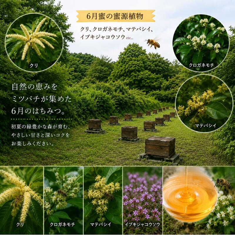 はちみつ 百花蜜 養蜂 自家採蜜 非加熱 蜂蜜 産地直送 50g×10個 贈答用 贈答 ハニー 国産 プレゼント 一期一会 5月蜜 6月蜜 7月蜜 ギフト 自然のめぐみ ふるさと納税