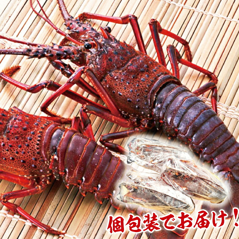 伊勢海老 300g～2kg 1～10尾 冷凍 国産 天然 産地直送 国産 鹿島灘 鹿島灘産 厳選 伊勢エビ エビ 海老 イセエビ 海鮮 シーフード 海 個包装 加熱用 加熱 鹿嶋市