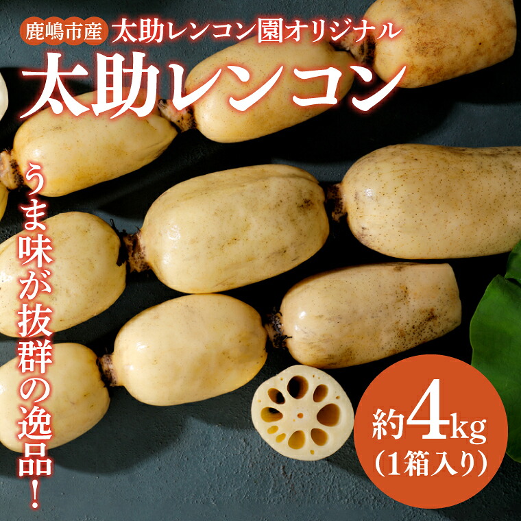 蓮根 レンコン 約4kg れんこん 野菜 根菜 蓮根 れん根 4キロ 国産 こだわり 料理 アレンジ 揚げ物 炒め物 練り物 健康 産地直送 茨城県産 鹿嶋市産 ギフト 贈り物 お取り寄せ グルメ