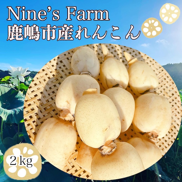 オーガニック肥料で育てたれんこん 2kg 蓮根 れんこん レンコン 手掘り 野菜 やさい 根菜 新鮮 産地直送 農家直送 国産 茨城県 鹿嶋市 【8月発送開始予定】