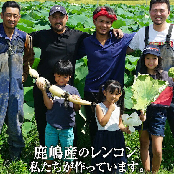 オーガニック肥料で育てたれんこん 2kg 蓮根 れんこん レンコン 手掘り 野菜 やさい 根菜 新鮮 産地直送 農家直送 国産 茨城県 鹿嶋市 【8月発送開始予定】