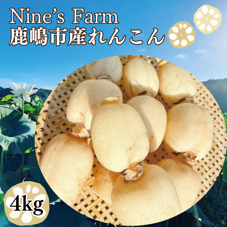 オーガニック肥料で育てたれんこん 4kg 蓮根 れんこん レンコン 手掘り 野菜 やさい 根菜 新鮮 産地直送 農家直送 国産 茨城県 鹿嶋市 【8月発送開始予定】