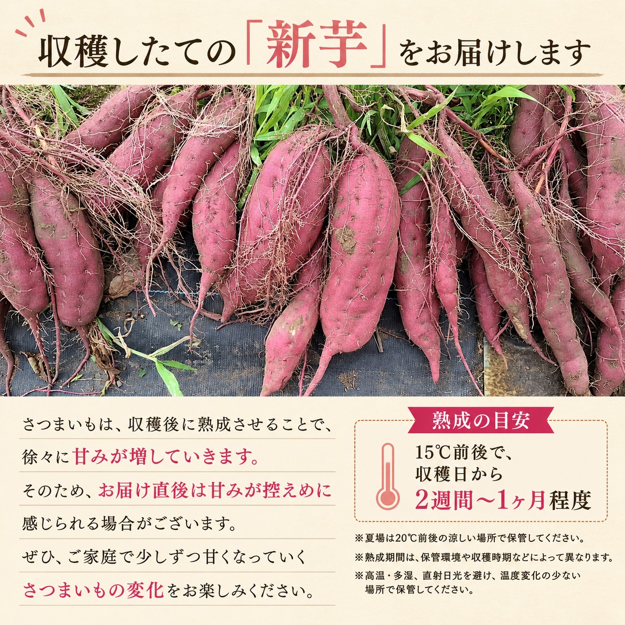 訳あり さつまいも 約5kg 紅はるか シルクスイート 栗かぐや 紅あずま 土付き 特別栽培 井上さつま 茨城県産 サイズ 混合 約5キロ 選べる 特別栽培農産物 完熟 焼き芋 まごころ野菜よしの