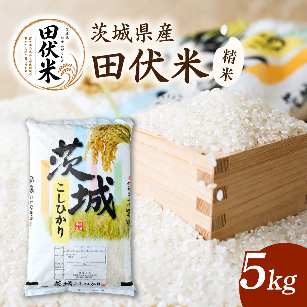 令和8年産 新米 田伏米のコシヒカリ 精米 5kg | こしひかり お米 茨城県かすみがうら市産　　【1662542】