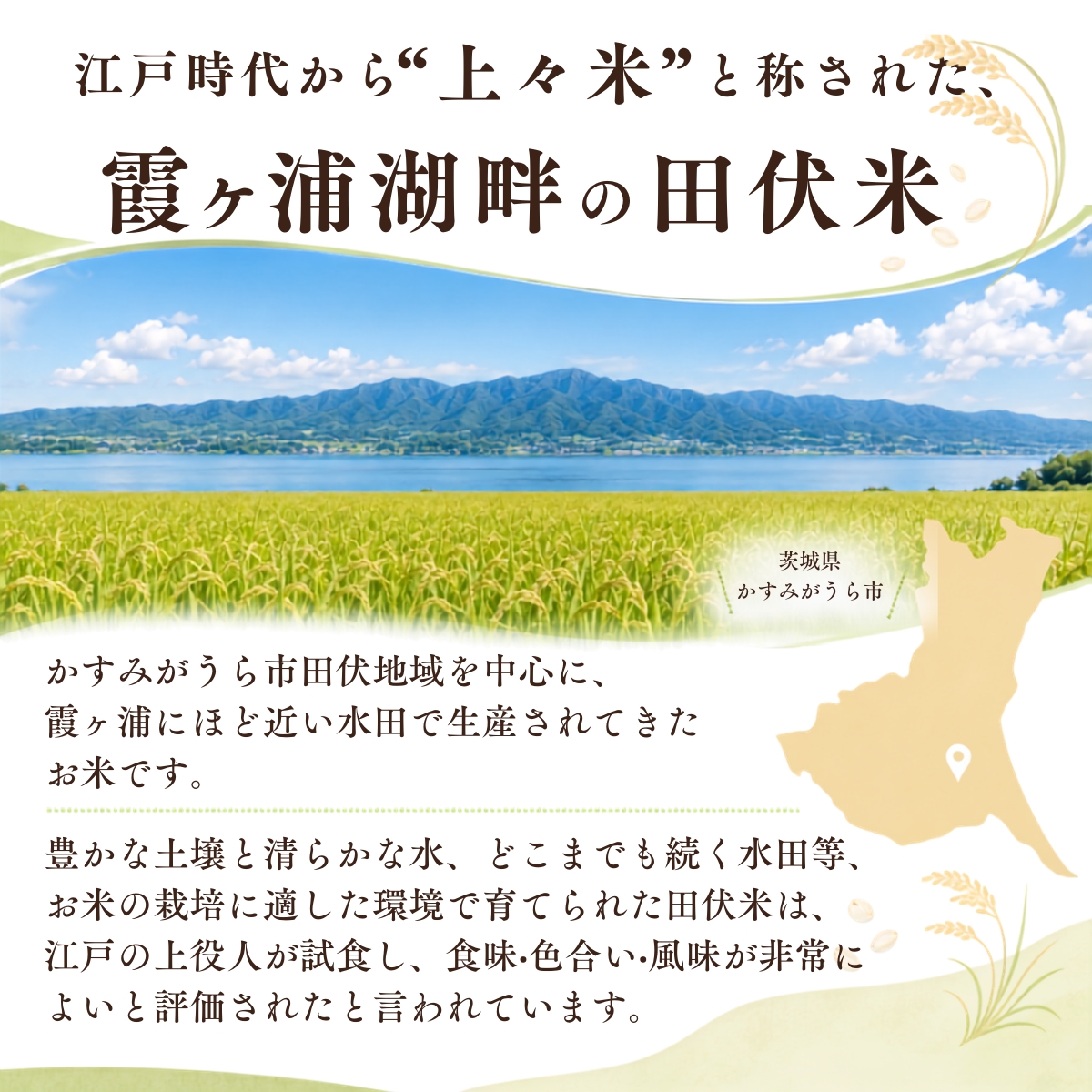 【毎月定期便】新米 田伏米のコシヒカリ 精米 10kg全6回 こしひかり 米 茨城県かすみがうら市産【4076525】