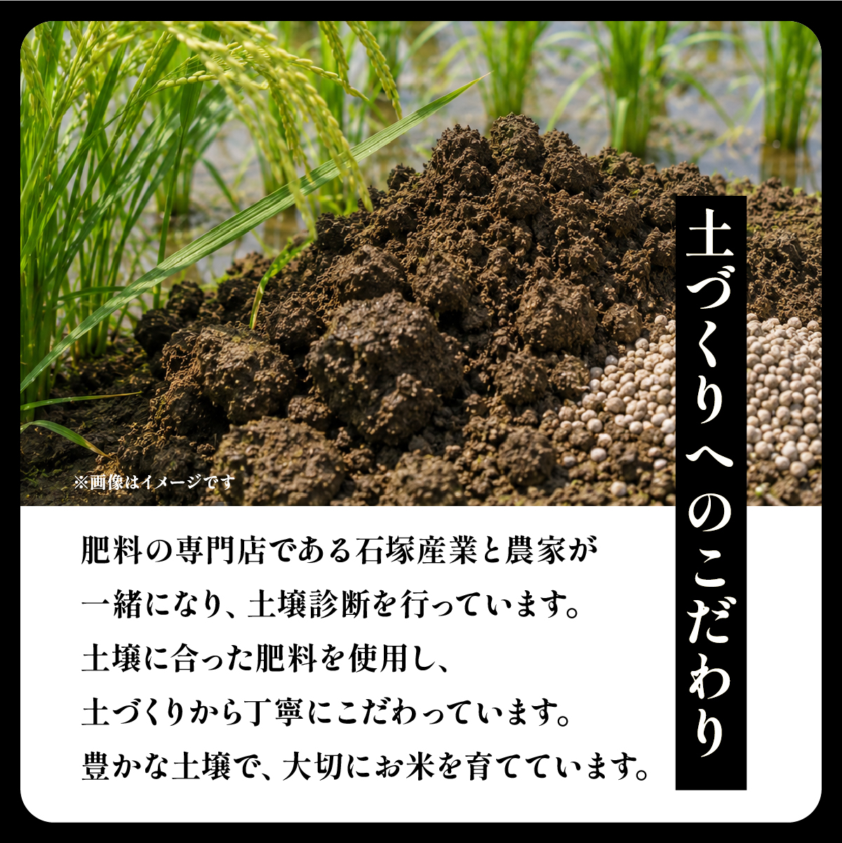 令和8年産 新米 コシヒカリ 精米 5kg | こしひかり お米 茨城県かすみがうら市産【1268974】