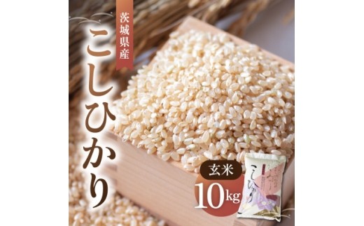 令和8年産 新米 コシヒカリ 玄米 10kg | こしひかり お米 おこめ 茨城県産【1630961】