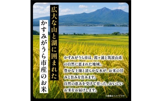 令和8年産 新米 コシヒカリ 玄米 10kg | こしひかり お米 おこめ 茨城県産【1630961】
