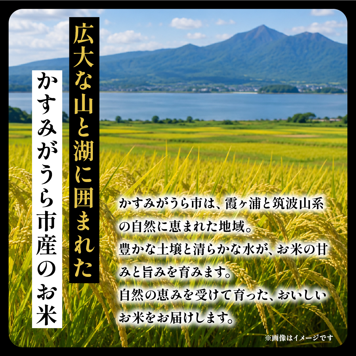 令和8年産 新米 コシヒカリ 精米 10kg | こしひかり お米 茨城県かすみがうら市産【1268976】