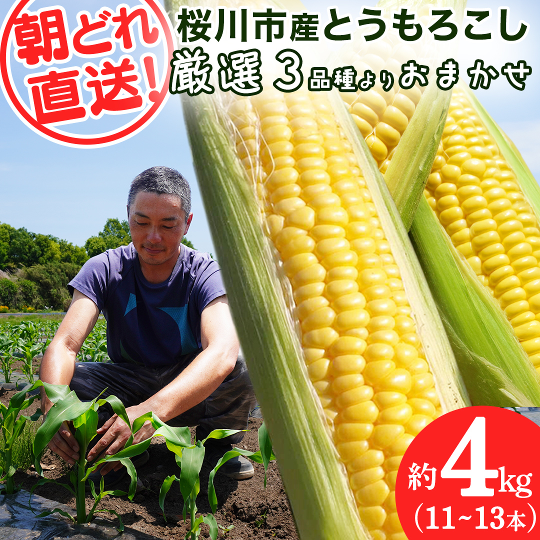 《 2027年 収穫分 》 朝採れ 桜川市産 とうもろこし 約4kg (11～13本) 2027年 先行予約 朝採り スイートコーン おおもの おひさまコーン ゴールドラッシュ [FJ001sa]
