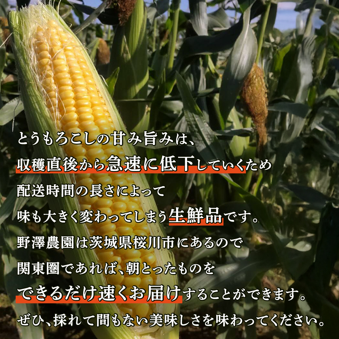 《 2027年 収穫分 》 朝採れ 桜川市産 とうもろこし 約4kg (11～13本) 2027年 先行予約 朝採り スイートコーン おおもの おひさまコーン ゴールドラッシュ [FJ001sa]