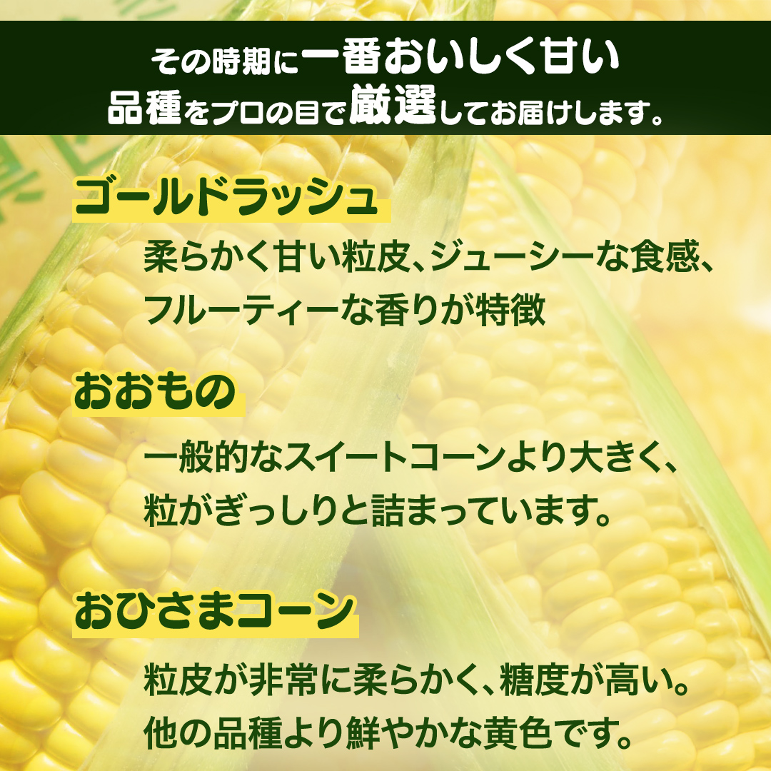 《 2027年 収穫分 》 朝採れ 桜川市産 とうもろこし 約4kg (11～13本) 2027年 先行予約 朝採り スイートコーン おおもの おひさまコーン ゴールドラッシュ [FJ001sa]