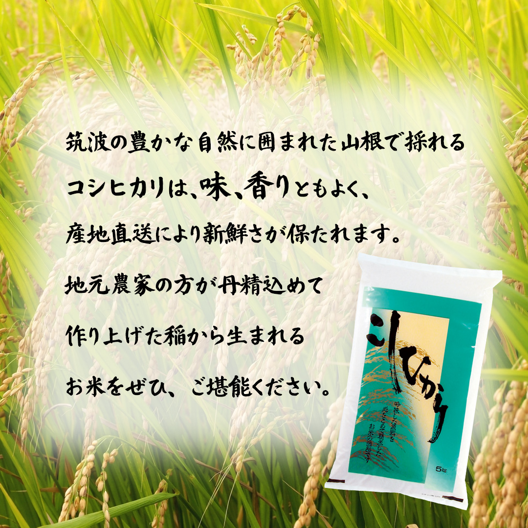 【 令和8年産 】 数量限定 桜川市産 こしひかり 5kg 10kg 15kg 茨城県産 桜川 米 お米 白米 コメ ごはん 精米 コシヒカリ 国産 限定 [AX006sa00]