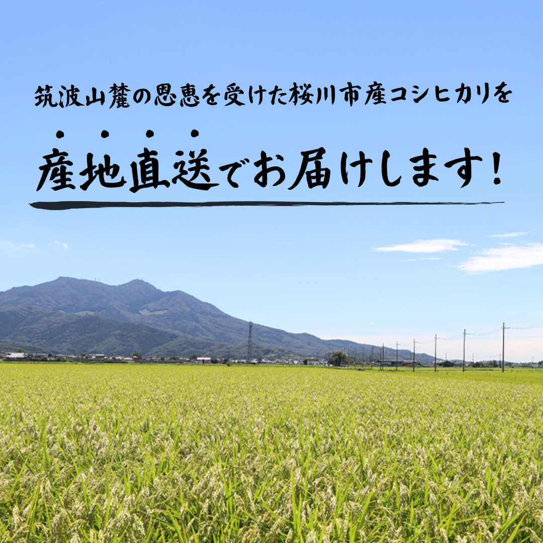 【 令和8年産 】 数量限定 桜川市産 こしひかり 5kg 10kg 15kg 茨城県産 桜川 米 お米 白米 コメ ごはん 精米 コシヒカリ 国産 限定 [AX006sa00]
