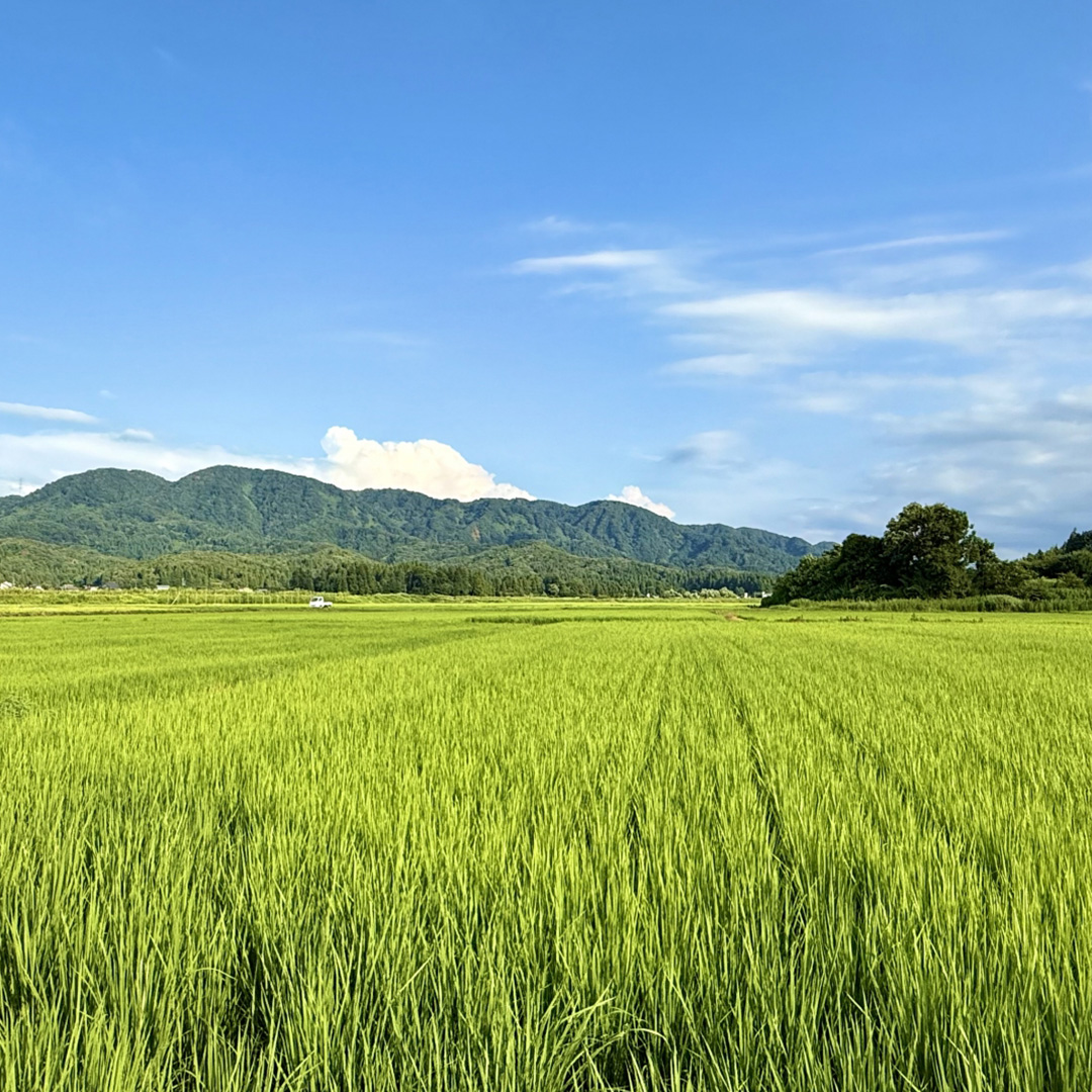 【 令和8年産 】 コシヒカリ ・ にじのきらめき 食べ比べ セット 合計10kg (各5kg) 米 ごはん もっちり 後味すっきり 甘い コメ お米 精米 銘柄米 [AX014sa]