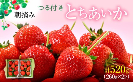 とちあいか 2パック 2027年2月中旬〜2月下旬