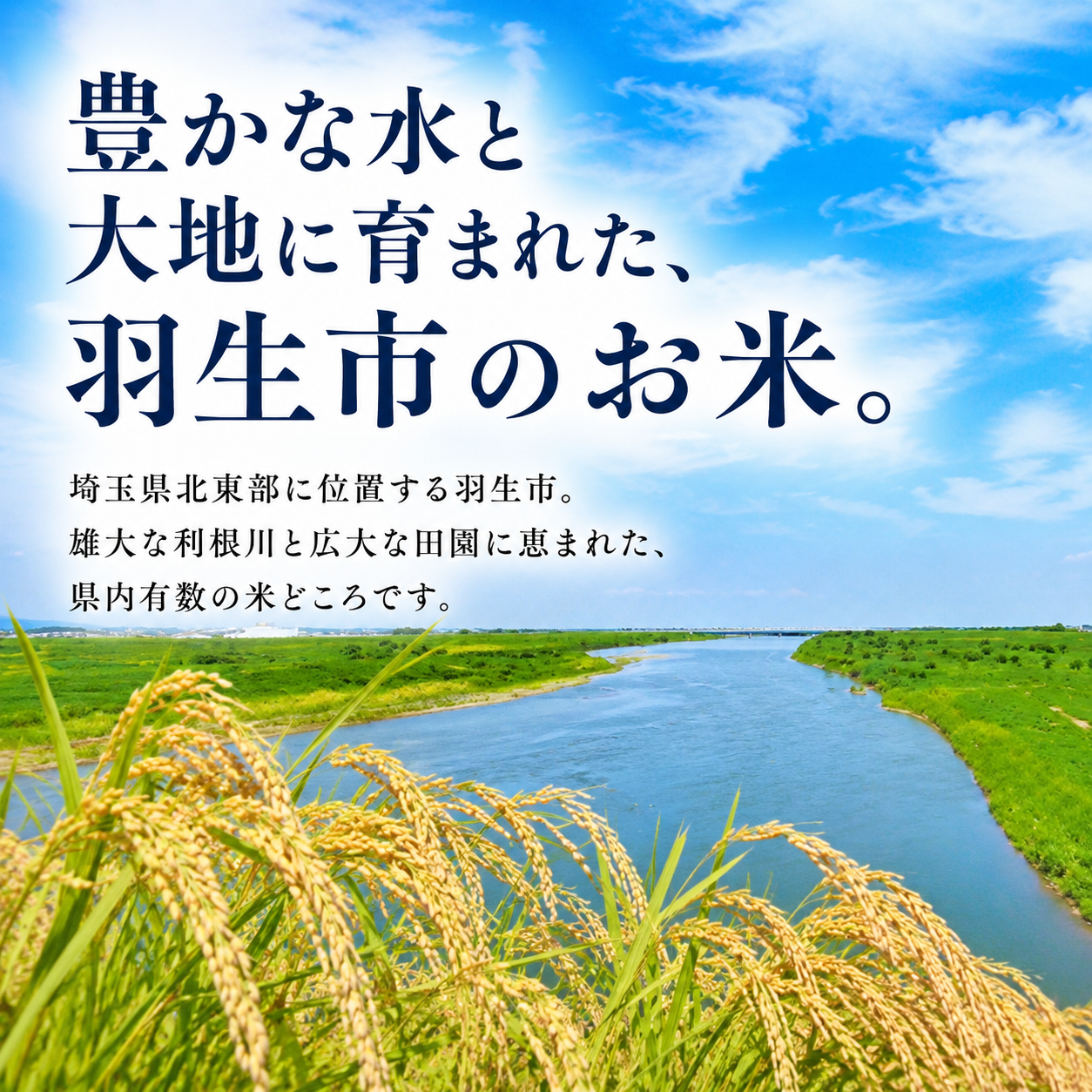 【最短1週間以内発送！】 あさひの夢 選べる 5kg 10kg 【無洗米】 令和7年産 1袋 2袋 白米 米 お米 ライス 米5kg 米10kg ごはん こめ コメ はくまい