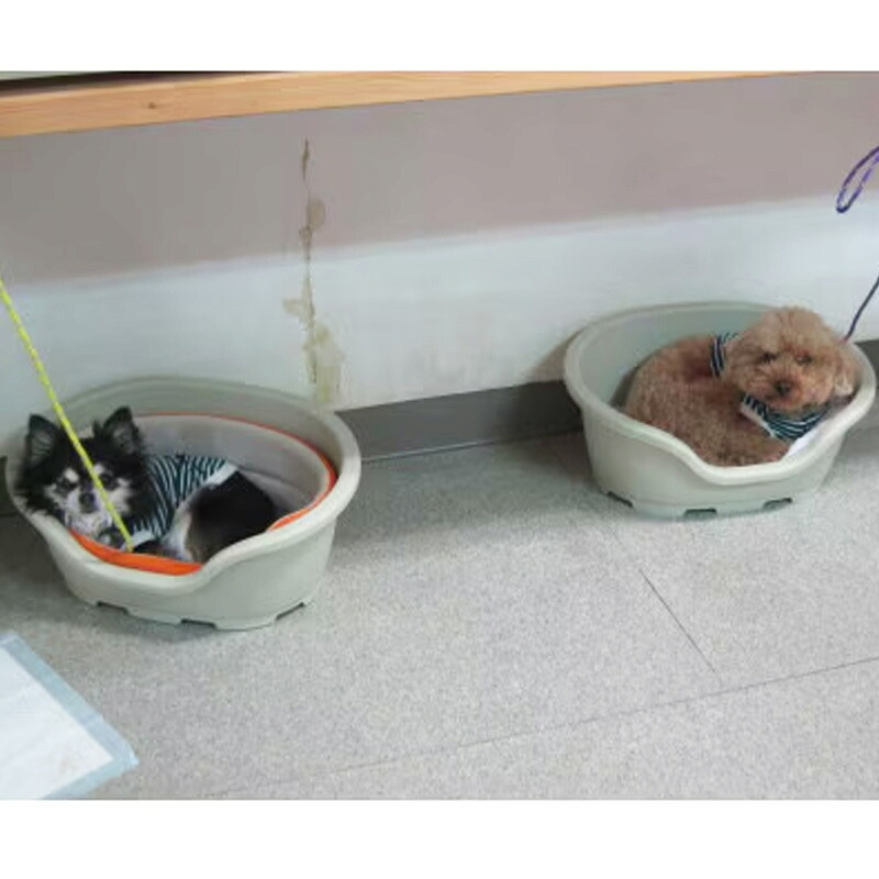 「愛犬の宿」ペットホテル宿泊利用券 - チケット ペットホテル 宿泊券 割引券 預かりサービス 愛犬 犬 Dog Runs Well ドッグランズウェル 埼玉県 幸手市
