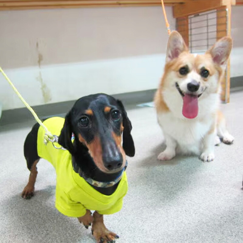 「愛犬の宿」ペットホテル宿泊利用券 - チケット ペットホテル 宿泊券 割引券 預かりサービス 愛犬 犬 Dog Runs Well ドッグランズウェル 埼玉県 幸手市