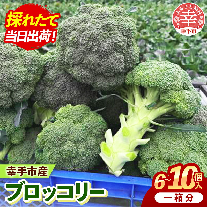 2026年度 ブロッコリー 1箱