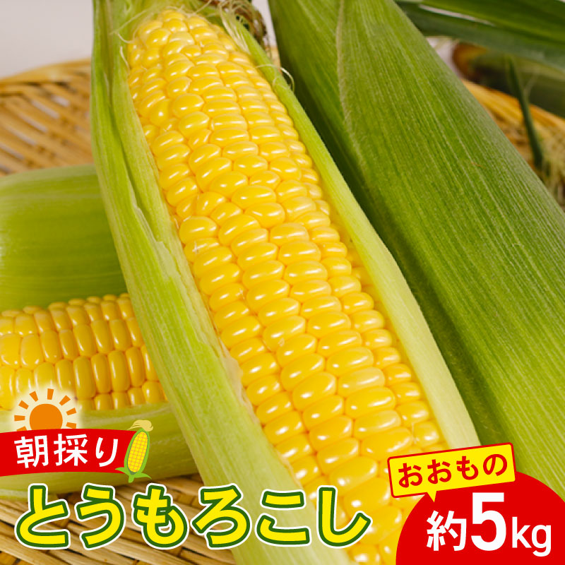 先行予約 とうもろこし おおもの 約5kg  【7月上旬～8月上旬頃発送予定】 国産 銚子産 朝採れ 朝採り 先行予約 産地直送 野菜 夏野菜 新鮮 冷蔵 甘い ジューシー 生 大容量
