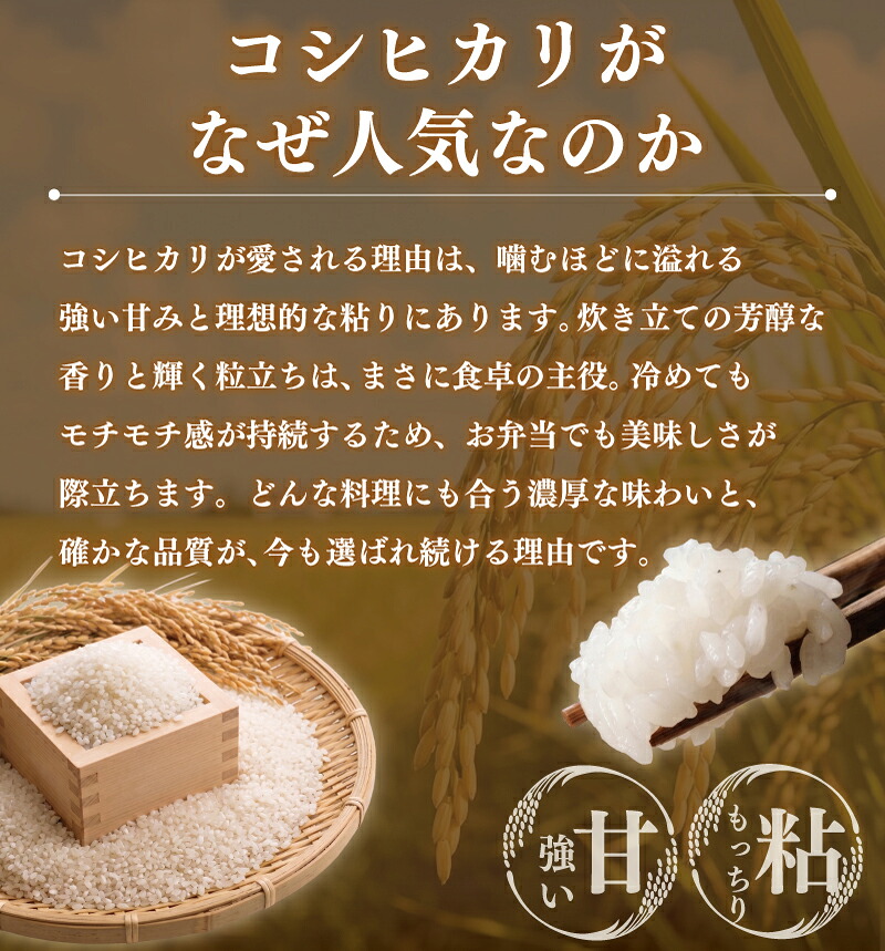【新米】【R8年度産】 新米 コシヒカリ 5kg 【2026年9月以降発送】 米 お米 ブランド米 国産 美味しいお米 白飯 飯 ご飯５kg 5キロ 精米 白米 こしひかり こめ コメ おこめ