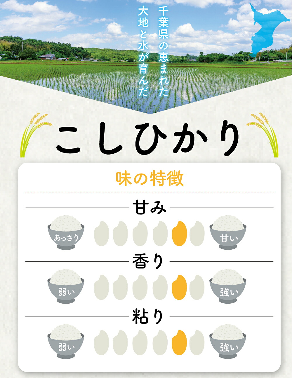 新米 9月配送 コシヒカリ 10kg 米 お米 こめ コメ こしひかり 8年度産 千葉県産 kome okome 精米 白米 ご飯 ごはん 国産 炊飯 ※ ブランド米 甘い ツヤ ギフト 贈答 甘み