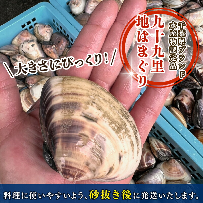 【TV番組で全国1位！】 大粒活はまぐり 活はまぐり 約 1 / 1.5 / 2 / 3.1 / 4 / 5kg 九十九里産 国産 貝 大はまぐり 砂抜き 魚 水産 海鮮 贈答 ギフト ふるさと納税