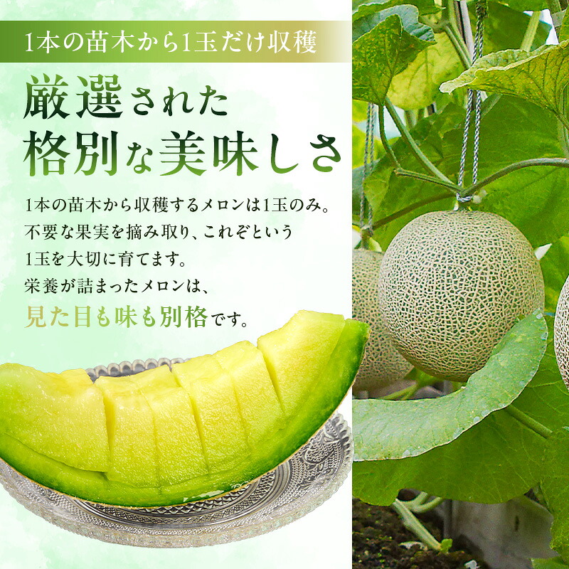 【TVで紹介!】【通常発送】南房総市産アクアメロン(マスクメロン)1個 mi0018-0001【メロン 青肉 ギフト 贈答 プレゼント フルーツ 果物】