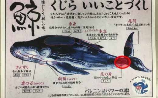 【希少＆高級】ひげ鯨(イワシ鯨・ナガス鯨・ニタリ鯨)尾肉1kg mi0012-0049