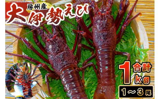 房州産大伊勢えび 約1kg