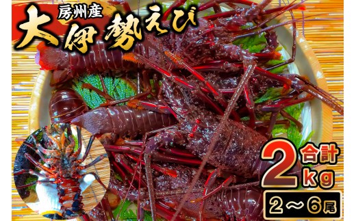 房州産大伊勢えび 約2kg