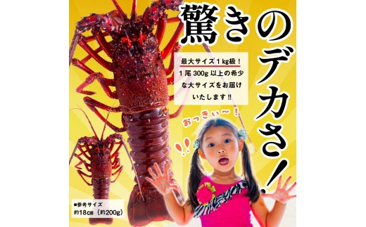 房州産大伊勢えび　約2kg mi0014-0004