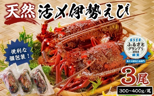 【天然】甘み凝縮！活〆冷凍伊勢海老900ｇ以上（300ｇ×3尾） mi0020-0003 伊勢海老 伊勢エビ 伊勢 海老 エビ えび魚介 海鮮 お祝い ギフト プレゼント 天然 刺身 千葉 キャンプ