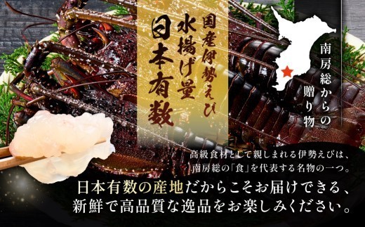 【天然】甘み凝縮！活〆冷凍伊勢海老900ｇ以上（300ｇ×3尾） mi0020-0003 伊勢海老 伊勢エビ 伊勢 海老 エビ えび魚介 海鮮 お祝い ギフト プレゼント 天然 刺身 千葉 キャンプ