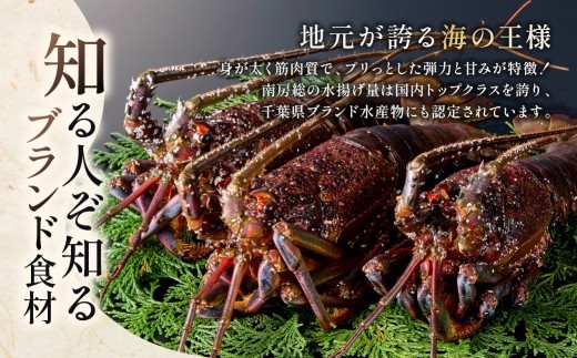 【天然】甘み凝縮！活〆冷凍伊勢海老900ｇ以上（300ｇ×3尾） mi0020-0003 伊勢海老 伊勢エビ 伊勢 海老 エビ えび魚介 海鮮 お祝い ギフト プレゼント 天然 刺身 千葉 キャンプ