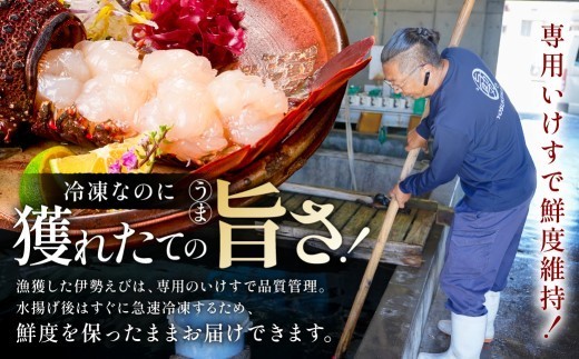 【天然】甘み凝縮！活〆冷凍伊勢海老900ｇ以上（300ｇ×3尾） mi0020-0003 伊勢海老 伊勢エビ 伊勢 海老 エビ えび魚介 海鮮 お祝い ギフト プレゼント 天然 刺身 千葉 キャンプ