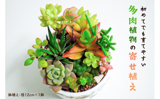多肉植物の寄せ植え mi0034-0001