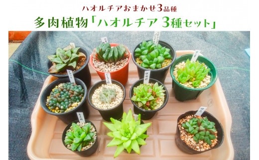 多肉植物「ハオルチア 3種セット」 mi0034-0002