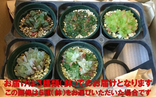 多肉植物「ハオルチア 3種セット」 mi0034-0002