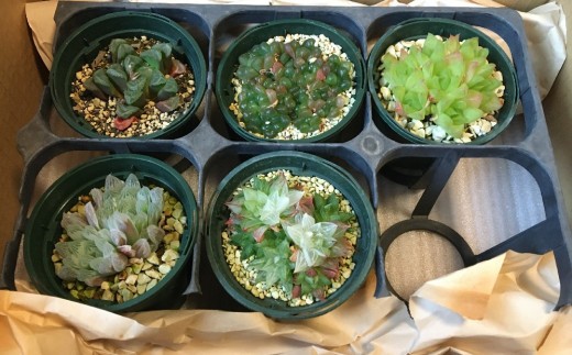 多肉植物「ハオルチア 5種セット」 mi0034-0003