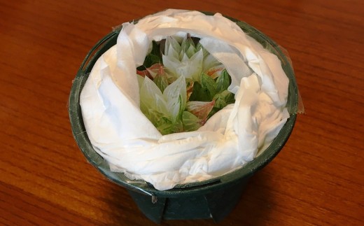 多肉植物「ハオルチア 5種セット」 mi0034-0003